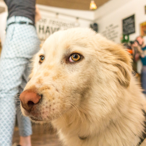 Bochka, 10 months old, Black Dog Bar, Lado Asatiani Street • ბოჩკა, 10 თვის, Black Dog Bar, ლადო ასა