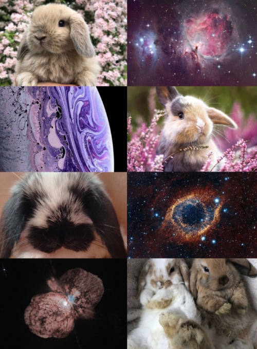 Animal Aesthetics // Rabbits & SpaceRequestedBlack Cat / Ocean | Galaxy Snake