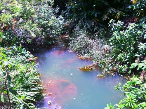 nylonsuperstar:makoe:freelittle-soul:Most magical little pond i’ve ever come acrossso magical=]