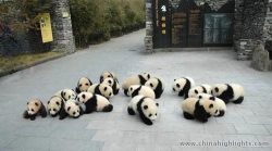 elema-13:  baby pandas - Google Search en