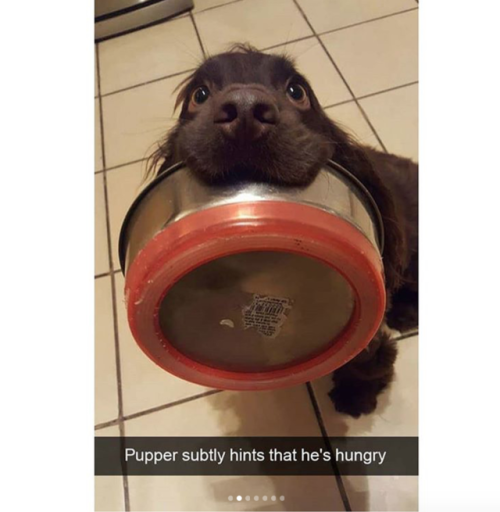 babyanimalgifs:more dog snaps