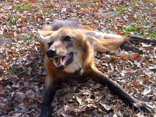 vivelagiygas:  I don’t understand why Maned Wolves aren’t more popular on tumblr, I mean look at them They’re like foxes  on  stilts.  they’re absolutely precious and  totally  fucking  ridiculous in every way        
