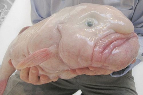 Deep-sea blobfish - PressReader