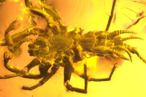 cloudfreed:ragingpeacock:unexplained-events:Prehistoric (Cretaceous) “spider” with a spi