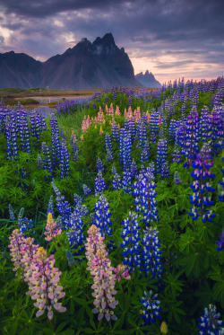 vurtual:Vestrahorn in Bloom(by Iurie Belegurschi)Sveitarfélagið Skagafjörður, Iceland