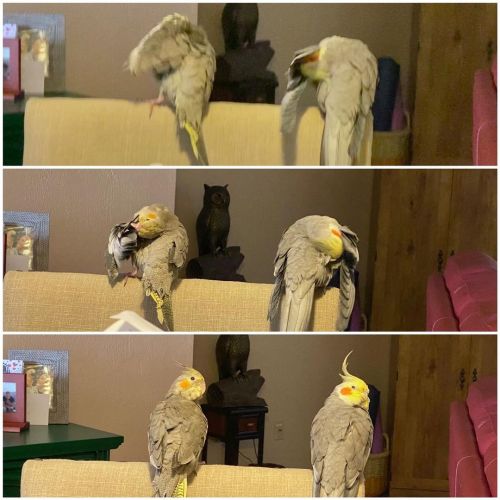 Monkey see monkey do#bird #birds #cockatiel #cockatiels #pet #pets #beau #dodo #babybird #cockatie