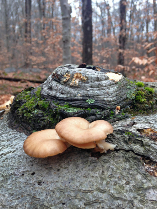 hqcreations:A Warm Winter Wonderland of MushroomsThis warm winter has proved to be an incredibly fru