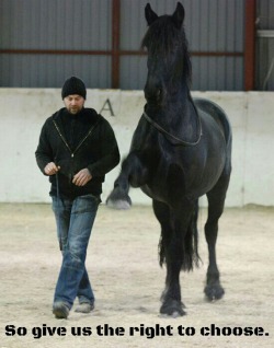 equine-awareness: I am 100% pro bitless, pro (proper) liberty training, etc, but this post doesn’t sit right with me. some of these horses in these posts look like they are tense or uncomfortable, but they’re still doing what they’re told despite