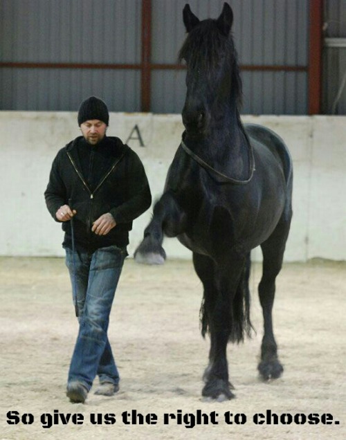 equine-awareness: I am 100% pro bitless, pro (proper) liberty training, etc, but this post doesn’t sit right with me. some of these horses in these posts look like they are tense or uncomfortable, but they’re still doing what they’re told despite