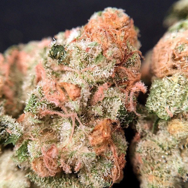 terpsincluded:  OG Lavender Trainwreck #buds #nugs #cannabis #ogkush #trainwreck