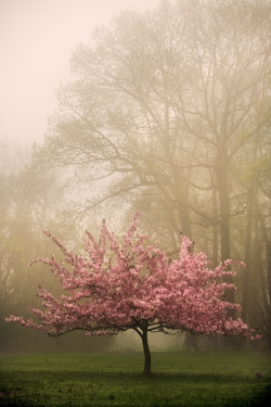 stellar-indulgence:  Crabapple Tree, Kathleen