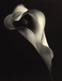 fragrantblossoms:  Emil Schildt, Calla.  