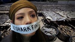 sharkhugger:  Petition: Hong Kong Government: