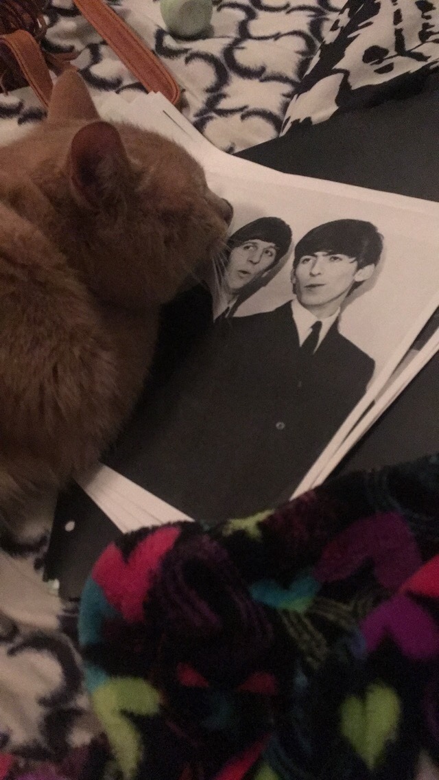 happymondayman:  panini-deaky:  My cats weird obsession with Ringo Starr So recently my cat has become infatuated with a picture of Ringo Starr I have hanging up in my room    He only ever does this with ringo, not George, the only other picture he can