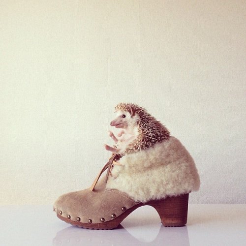 two-tickets-to-taradise:  teamfreepiee:  f-l-e-u-r-d-e-l-y-s:  The Cutest Little  hedgehog in the World Focus on the photographic series Shota Tsukamoto with his hedgehog elected the world’s cutest. Based in Japan, she staged an original and fun way