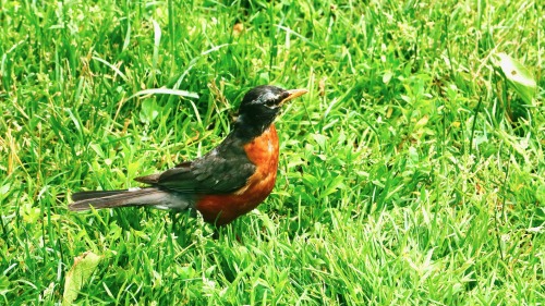 Birds In Central Park