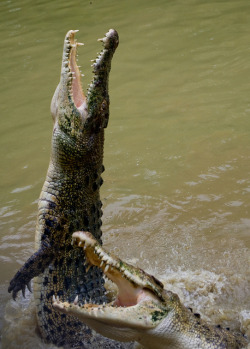 theanimaleffect:  Jong’s Crocodile Farm