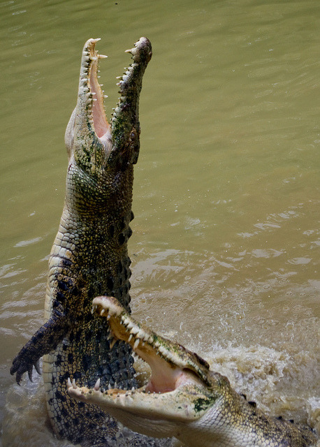 theanimaleffect:  Jong’s Crocodile Farm 14 by 9dr7 on Flickr. 