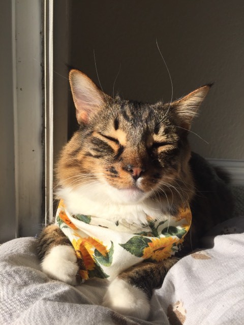 whimsifull: im screaming a perfect lil sunflower soaking up the sun!!@mostlycatsmostly