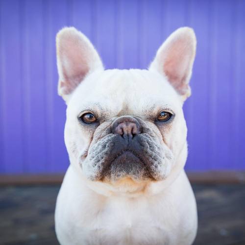 “ARE YOU DONE TAKING PICTURES OF ME?”#frenchie #earthfocus #pets #animals #frenchbulld