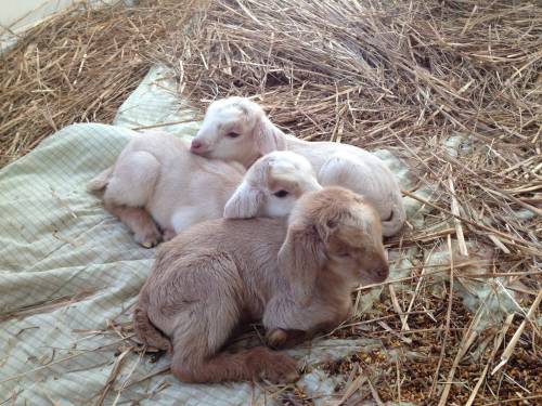 babygoatsandfriends:Successful delivery of triplets - Imgur