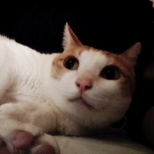 ここんとこのヤツら