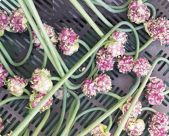 Flavorful Harvests Await: Discover Premium Garlic for Sale in Alberta at Keep Dreamin' Farms