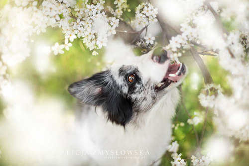 coffee-tea-and-sympathy:  Alicja Zmyslowska is a pet photographer based in Poland that takes incredibly vibrant and lively portraits of dogs for a living. 