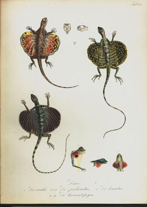 darksilenceinsuburbia: Amphibien