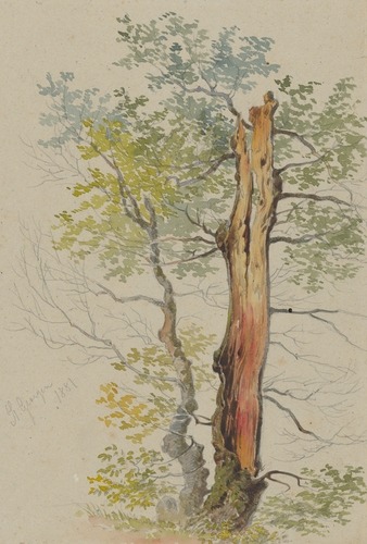 slovak-national-gallery: Study of Old and Young Tree, Friedrich Carl von Scheidlin, 1881, Slovak Nat