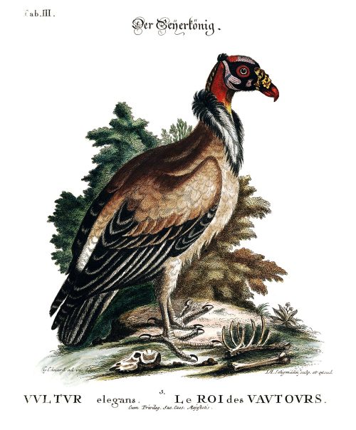 oldbookillustrations: King vulture (Sarcoramphus papa) From Verzameling van uitlandsche en zeldzaame