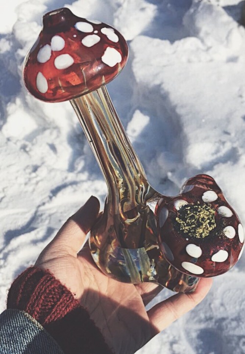 p0tlandia:My baby Molly ❄️