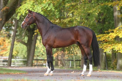 akingdomofhorses:26/۩ Fantastic WarmbloodsChellsini Z, 2009 Zangersheide Stallion