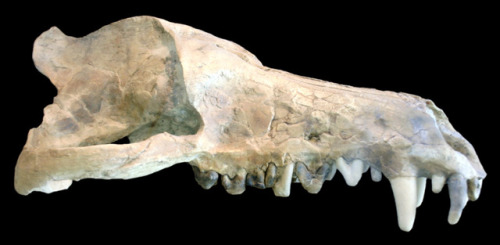 r-evolution-aries - The only known fossil of Andrewsarchus...