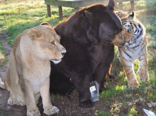 awesome-picz:    Bear, Lion And Tiger Brothers Haven’t Left Each Other’s Side For 15 Years.