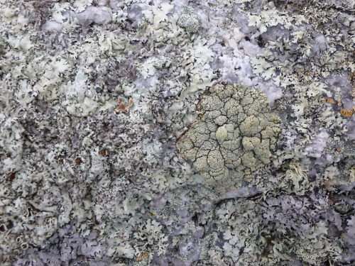 Some VERY GOOD lichens and a few bits of moss that I saw on the lake yesterday.