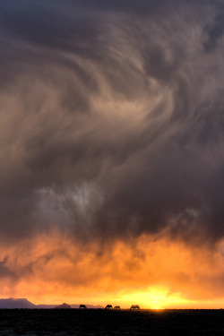 acureforreality-:  Horses and Storm at Sunset