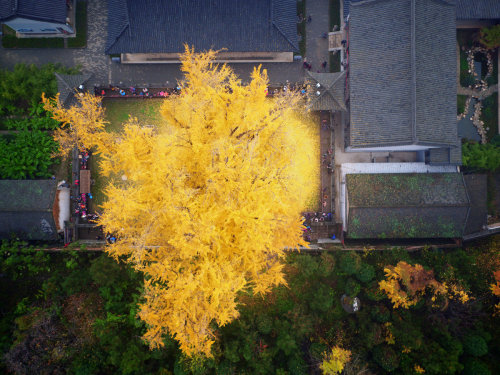 zhuanghongru:   1400 year old ginkgo tree.  地點：陝西省西安市古觀音禪寺  Photography: Han Fei   