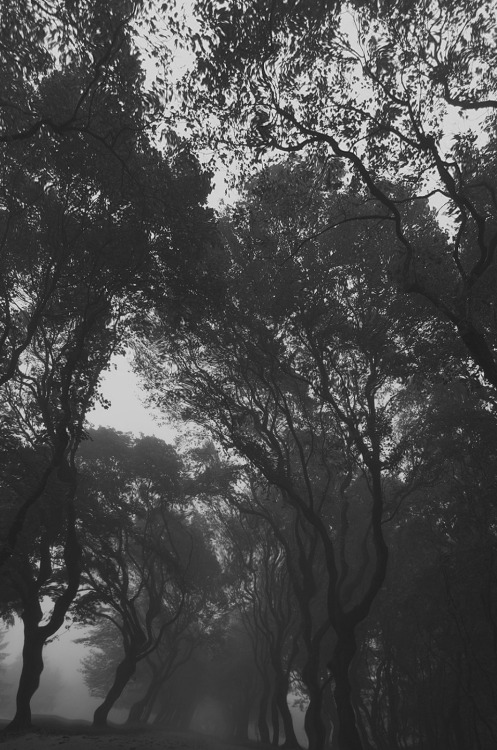aurum-design:  Apparition.