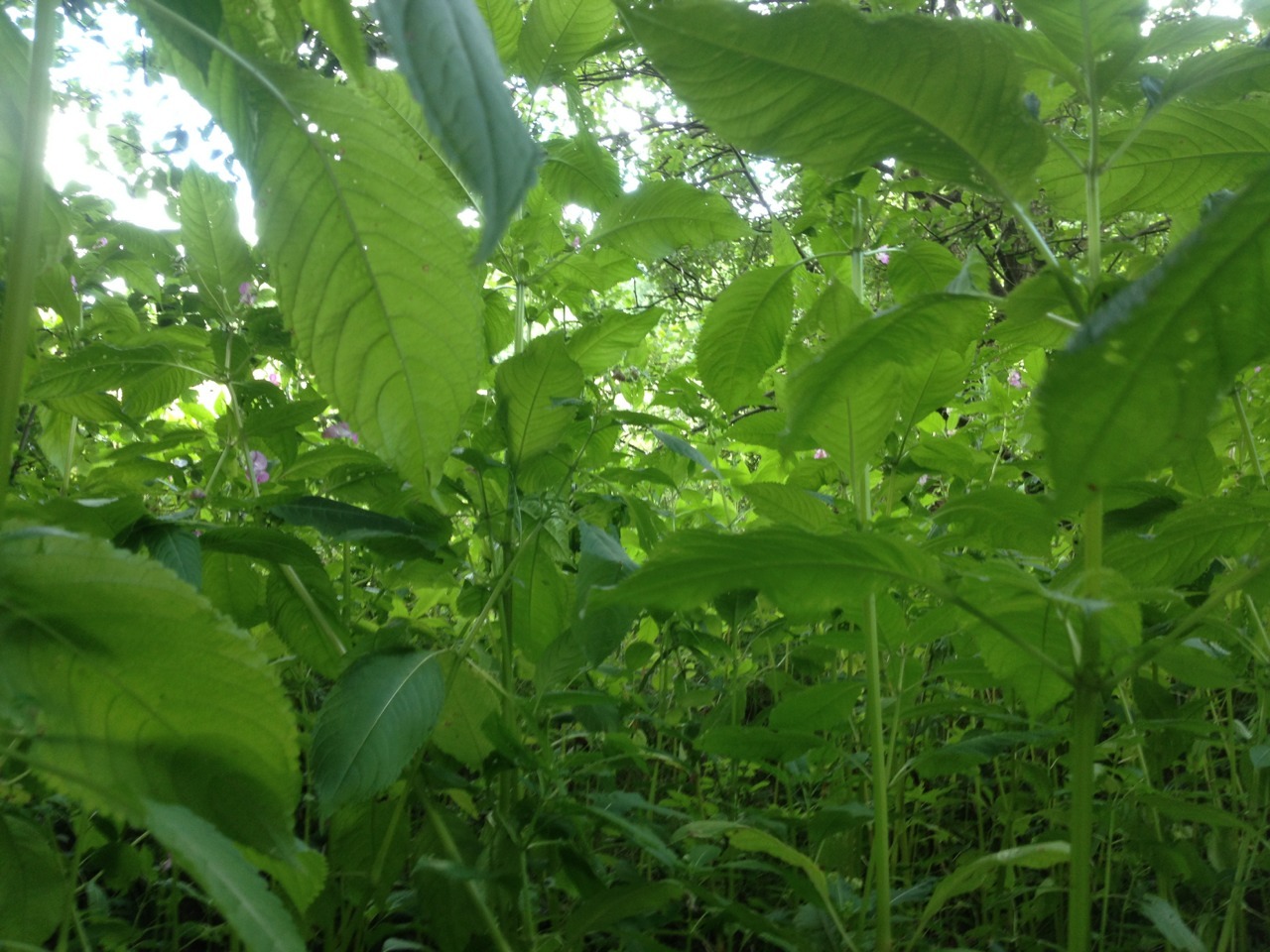 paleception:  acidcigarette:     plants n’ positivity 