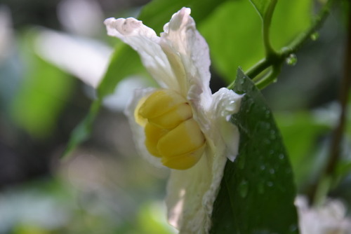 white flowers