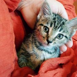 londonandrews:This little one went to her new home this morning! Enjoy your new life, little munchkin!!