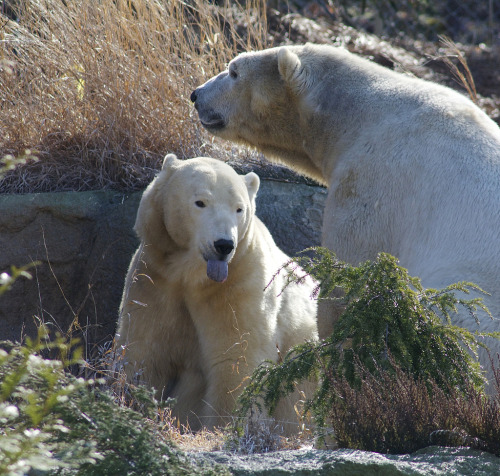 magicalnaturetour:not yet by ucumari photography Anana lets Nikita know the time just isn’t right, a