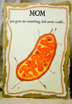 diarymdstudent:  diarymdstudent:  Happy Mothers Day!!!   A ton of people seem really confused by this so let me do some ‘splanin.  You inherit your mitochondria only from your mother. You can go and give her a big hug now.  