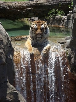 sixpenceee:  A tiger enjoying a waterfall! Here is the source of this image. Credit to the photographer, Loz Farrow, who took the picture of this Bengal Tiger on December 28, 2011 at Busch Gardens in Tampa Florida.