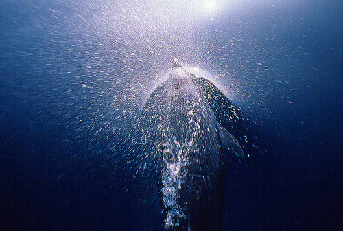 theoceaniswonderful:  Common Dolphin [x][x][x] by fotolen 