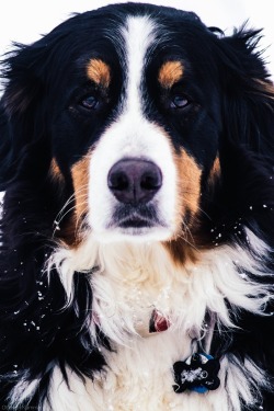 awwww-cute:  First time posting on Reddit - Meet my pup, Theo the Berner!