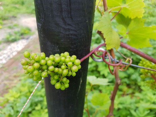 biodiverseed:The harvest is bountiful on the grape wall this year. I was told to prune the fruiting 