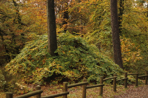 The dwarf beeches of Faux de Verzy, Montagne de Reims Region National ParkIn the Marne region in Fra