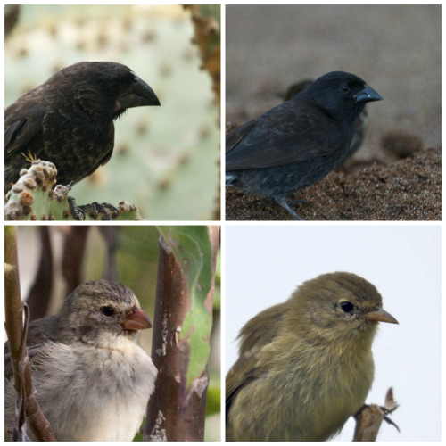Darwin’s Finches Then and NowAlthough Charles Darwin has been strongly associated with the finches o